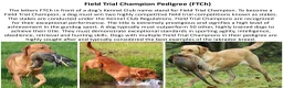 Labrador Retriever dogs for sale: Stunning Red Fox Labs : Health Checked-KC Reg-FTCH - Advert 26