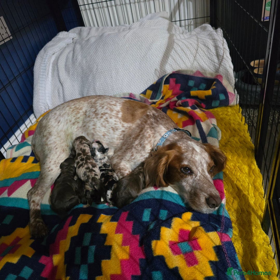 Cocker Spaniel dogs for sale: Cocker spaniels for sale  - Image 4