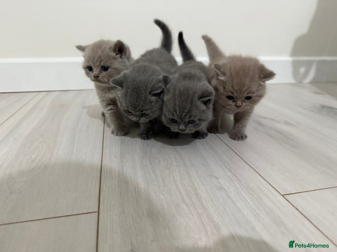British Shorthair cats for sale: 4 adorable British shorthairs - Advert 6