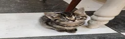 Mixed Breed cats for sale: 🐾 Beautiful Kittens  - Advert 5