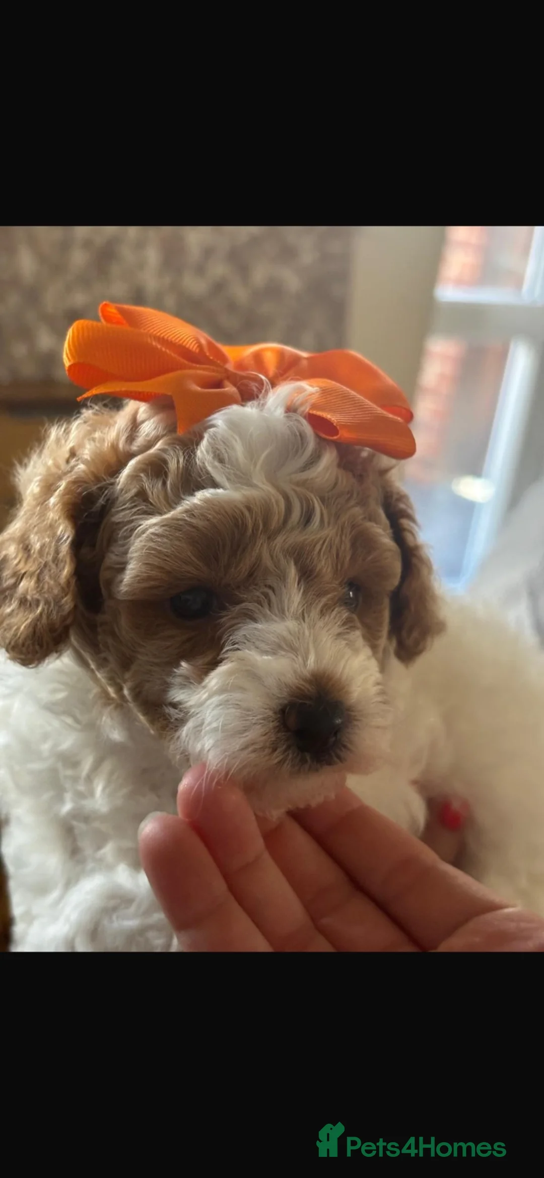 Miniature Poodle dogs for sale: Miniature Toy Poodle  in Princes Risborough - Advert 2