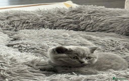 British Shorthair cats for sale: Adorable British Shorthair Kitten - Image 2
