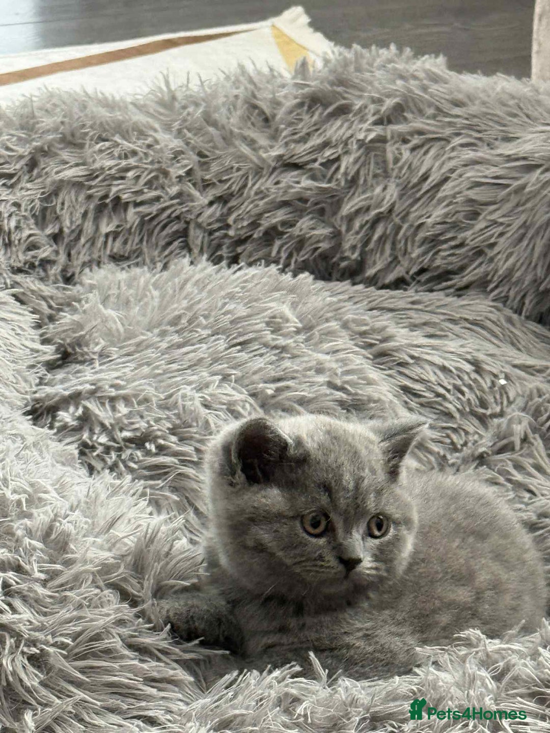 British Shorthair cats for sale: Adorable British Shorthair Kitten - Image 2