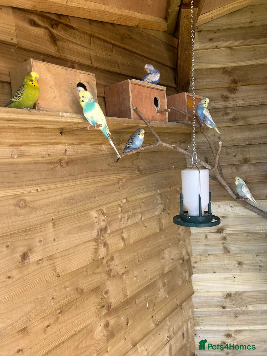 Budgerigars birds for sale: Baby budgies for sale Wigan  in Wigan - Advert 1