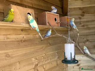 Budgerigars birds Baby budgies for sale Wigan in Wigan - Advert 9