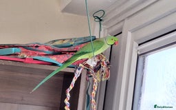 Ringnecks birds for sale: Beautiful 2-Year-Old Ringneck Parrot 🦜 - Image 1