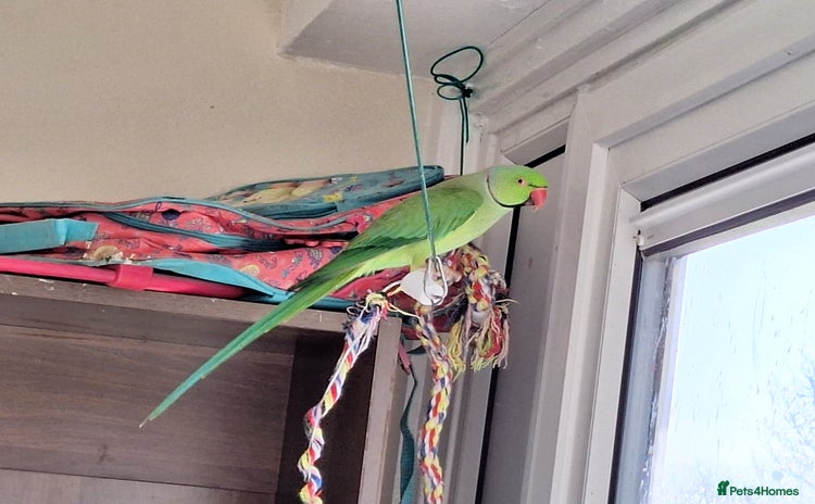 Ringnecks birds - Advert 5