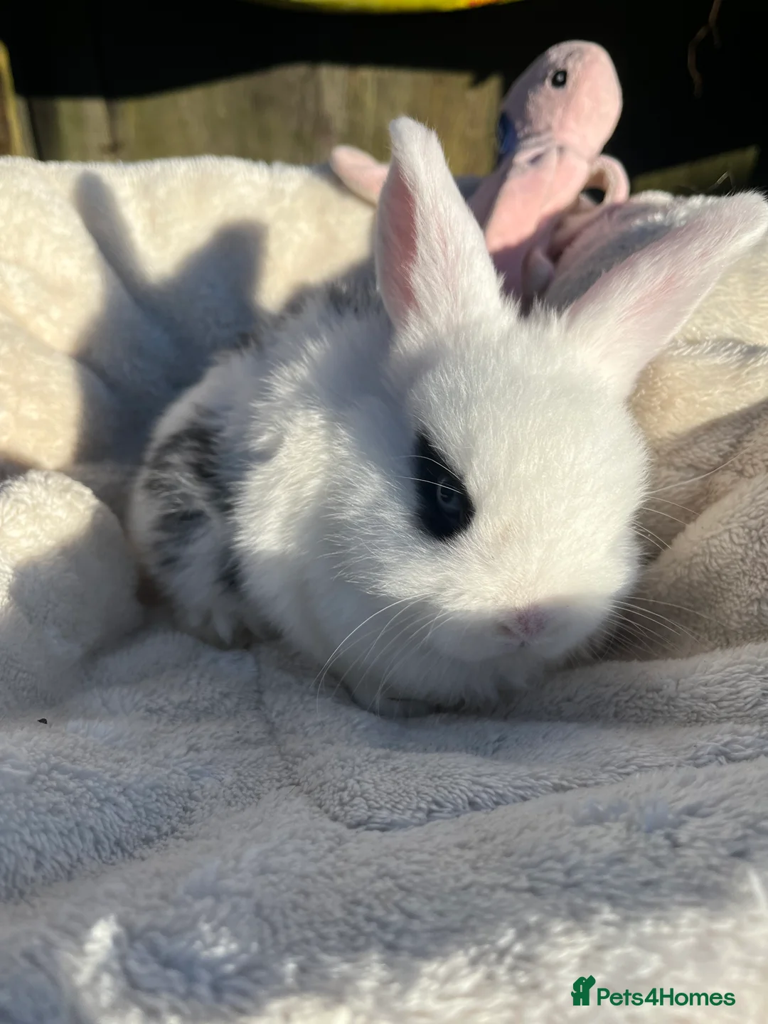 Mini Lop rabbits for sale: Gorgeous mini lops  - Advert 16