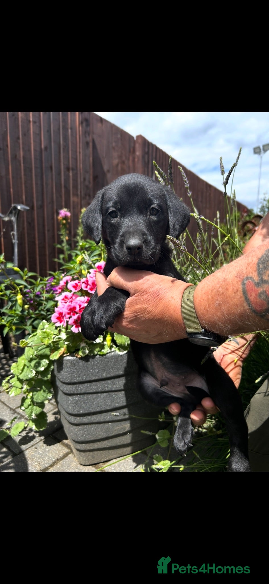 Labrador Retriever dogs Georgous litter of male working Labradors - Advert 1