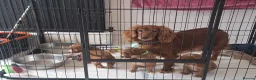 Cockapoo dogs for sale: RED COCKAPOO PUPS in Ripley - Advert 10
