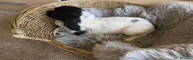 Black and white Male