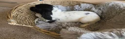 Cocker Spaniel dogs for sale: Working Type Cocker Spaniels - Advert 10