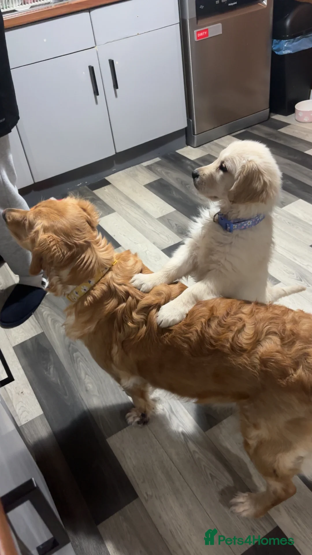 Golden Retriever dogs for sale: Golden retriever female 3 months old  - Advert 4