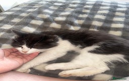 Turkish Van cats for sale: Half turkish van male - Image 3