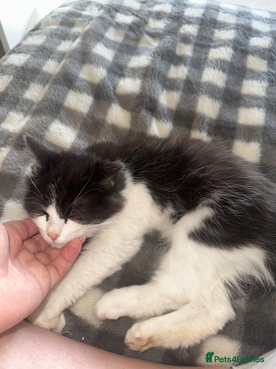 Turkish Van cats for sale: Half turkish van male - Image 3