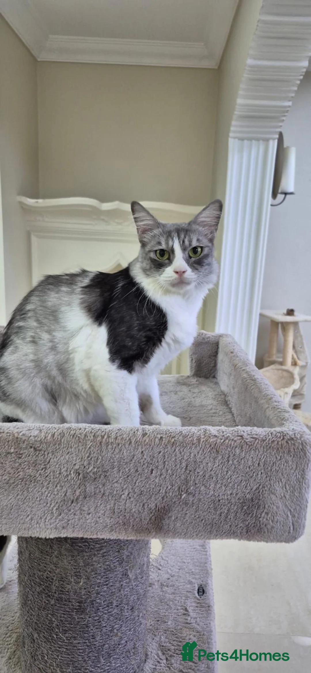 Mixed Breed cats for adoption: Camouflage Basma - Advert 1