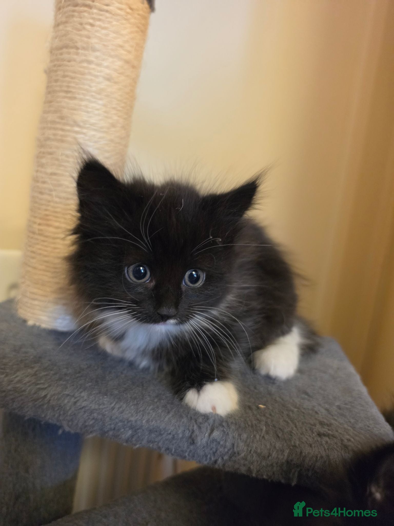 Mixed Breed cats Beautiful kitty - Advert 2