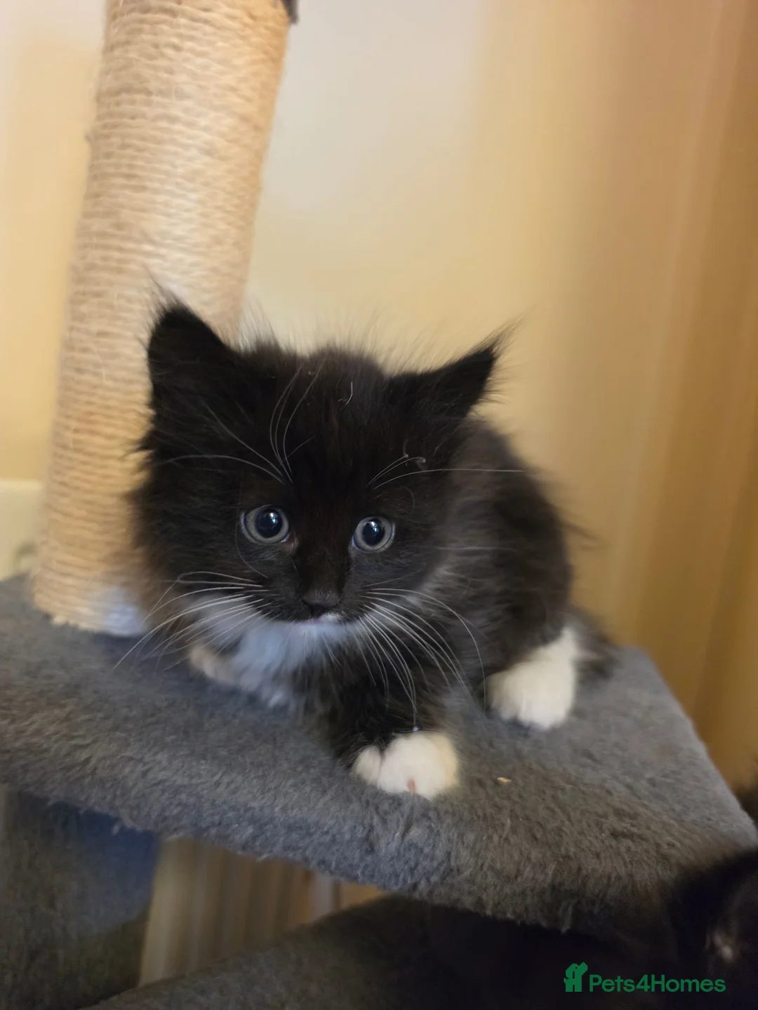 Mixed Breed cats for sale: Beautiful kitty - Advert 1