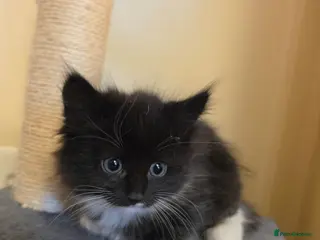 Mixed Breed cats Beautiful kitty - Advert 1