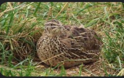 Quail poultry for sale: 11 female and 2 male quail for sale  - Image 6