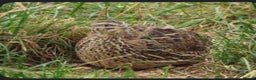 Quail poultry for sale: 11 female and 2 male quail for sale  - Advert 6