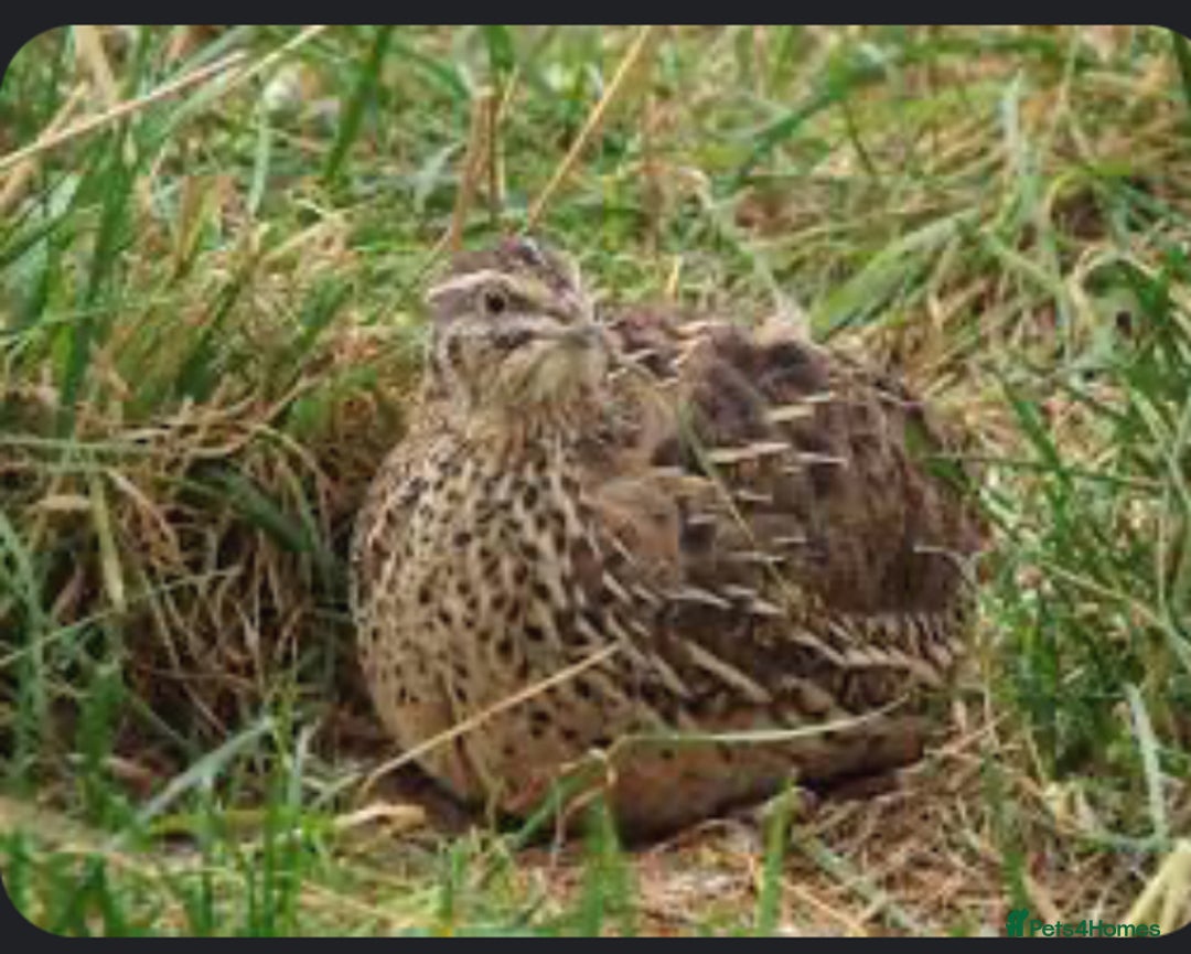 Quail poultry for sale: 11 female and 2 male quail for sale  - Image 6
