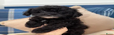 Shihpoo 6