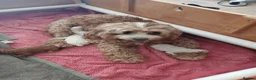 Cavapoo dogs for sale: Reduced..1 truly gorgeous boy left! F1B Cavapoo  - Advert 7