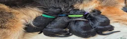 German Shepherd dogs for sale: 2 healthy straight back KC registered male GSP's  - Advert 11