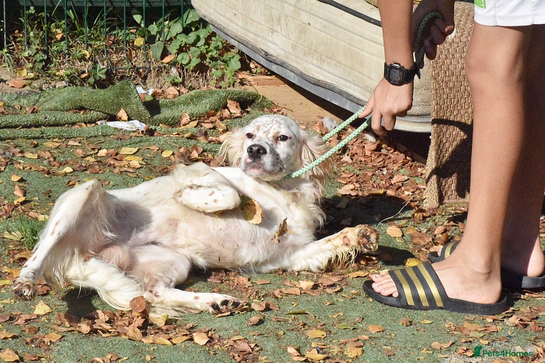 English Setter dogs for adoption: Boss  - Image 5
