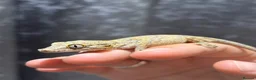 Gecko reptiles for sale: Chahoua Gecko & Gargoyle Gecko - Advert 2