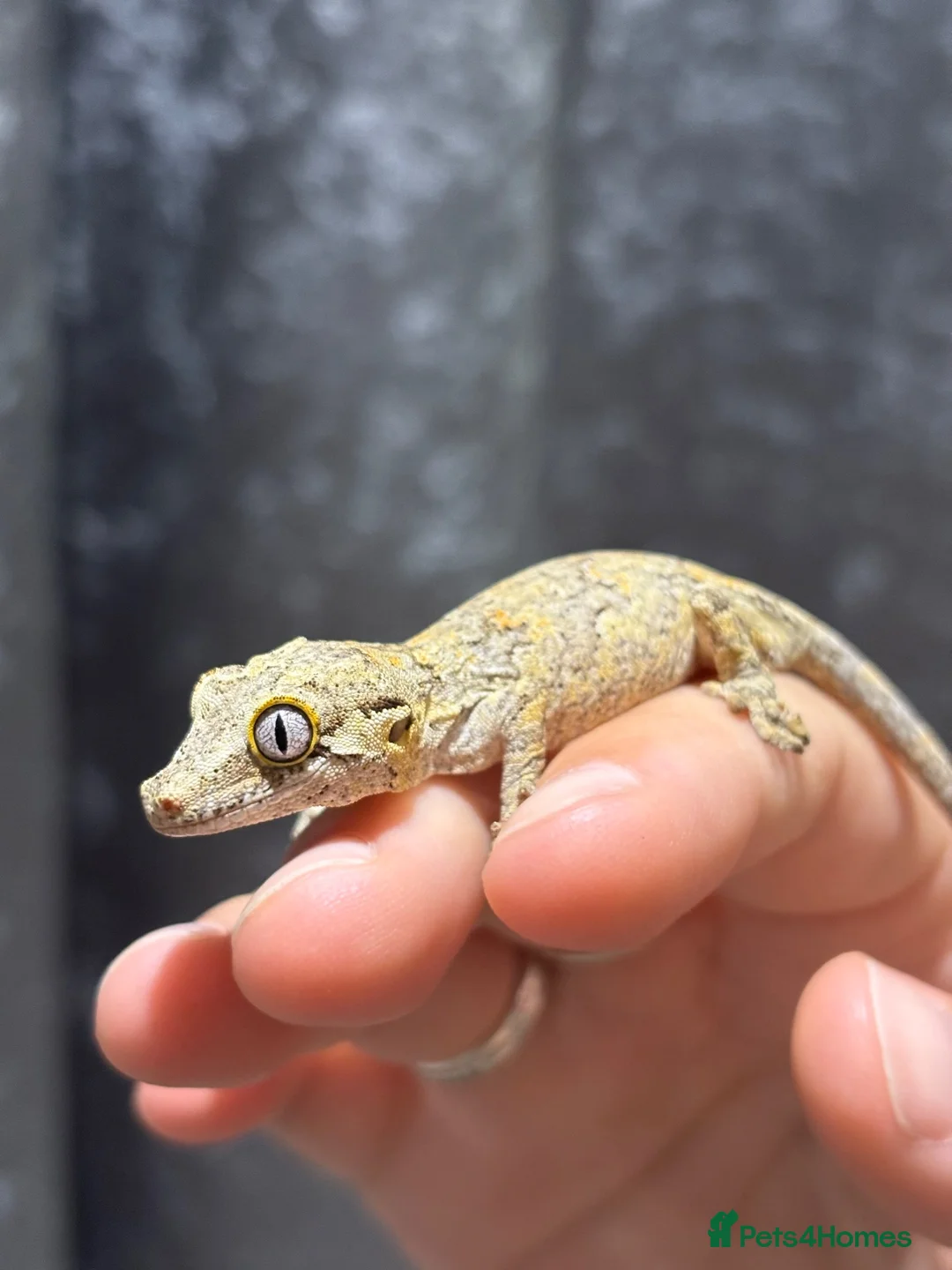 Gecko reptiles for sale: Chahoua Gecko & Gargoyle Gecko - Advert 2