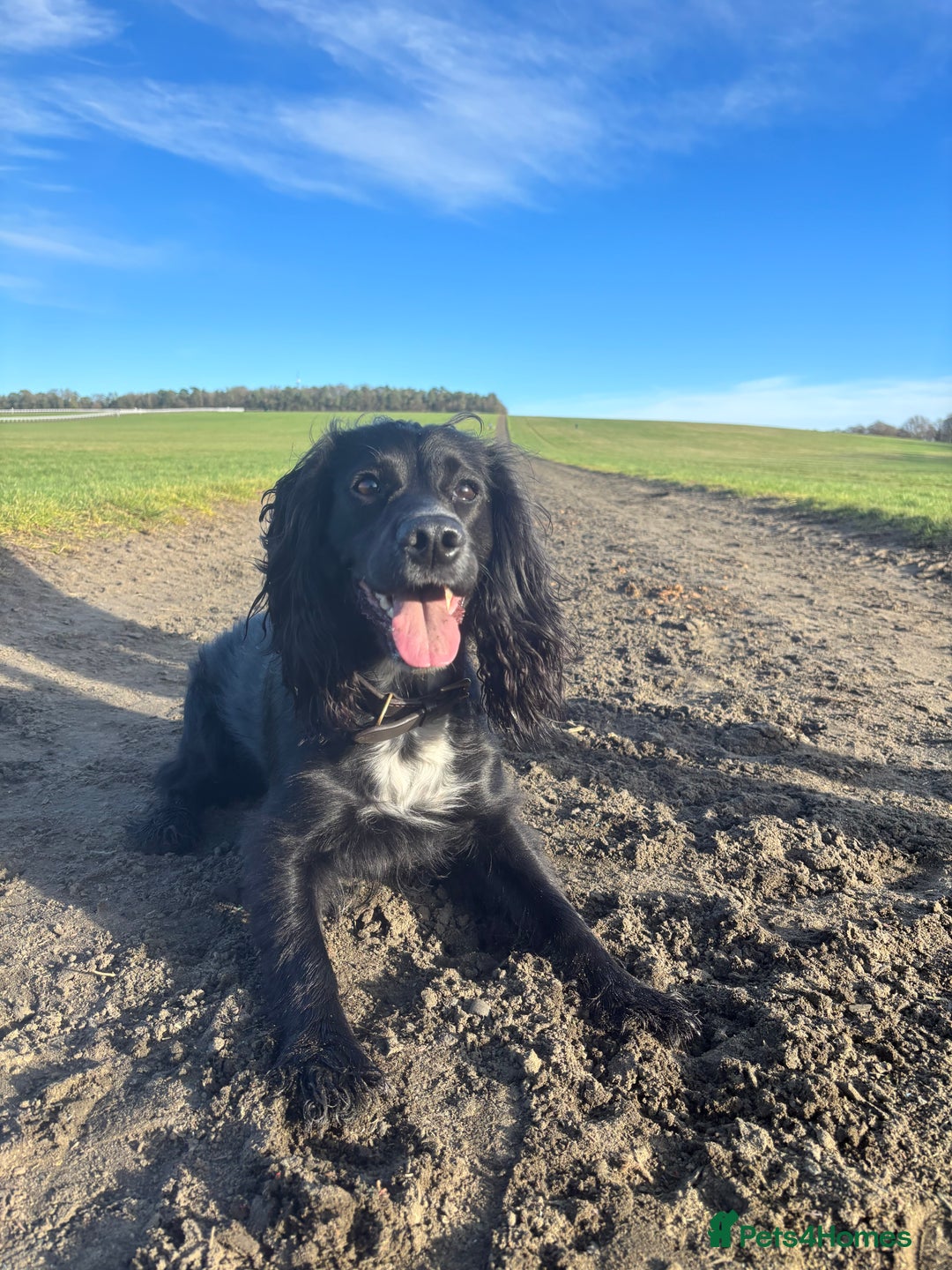 Mixed Breed dogs for sale: Dalmatian X Cocker spaniel - Advert 5