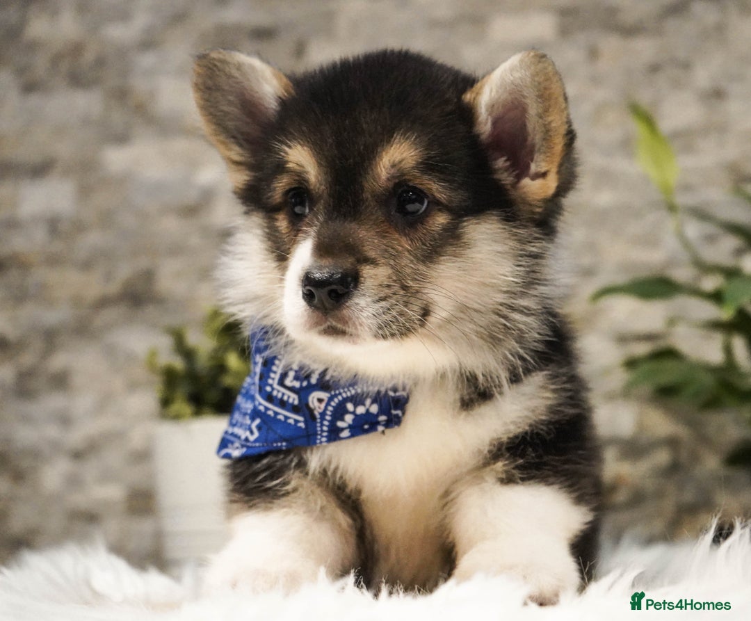 Welsh Corgi Pembroke dogs for sale: Welsh Corgi (Pembroke) - Advert 24