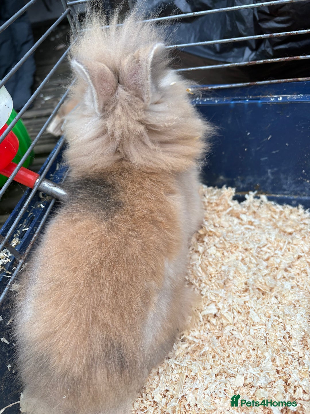 Mixed Breed rabbits for sale: Mixed breed rabbits ready now - Advert 6