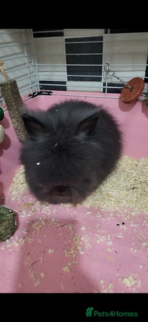 Mixed Breed rabbits - Advert 20
