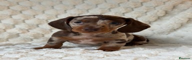 Miniature Dachshund Puppy 1