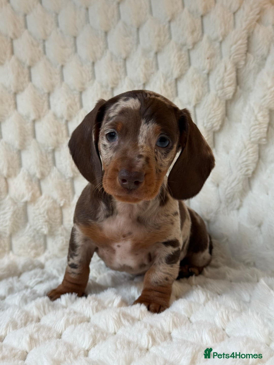 Miniature Dachshund dogs for sale: 💎MINATURE DACSHUND PUPPIES💎 - Advert 14