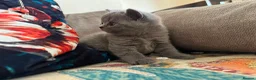 British Shorthair cats for sale: Pedigree British Shorthair Kittens, Excellent Bloo in London - Advert 3