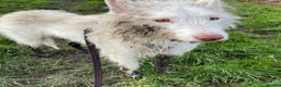 Ibizan Hound dogs for adoption: Babu - Stunning Spanish Podenco  - Advert 19
