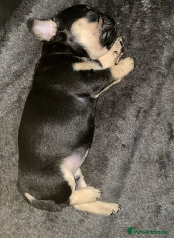 Frug dogs - Advert 7