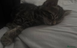 Mixed Breed cats for sale: 8 weeks old girl kitten - Image 1