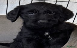 Australian Labradoodle dogs for sale: READY NOW! Stunning Lab x Australian Labradoodles - Image 6