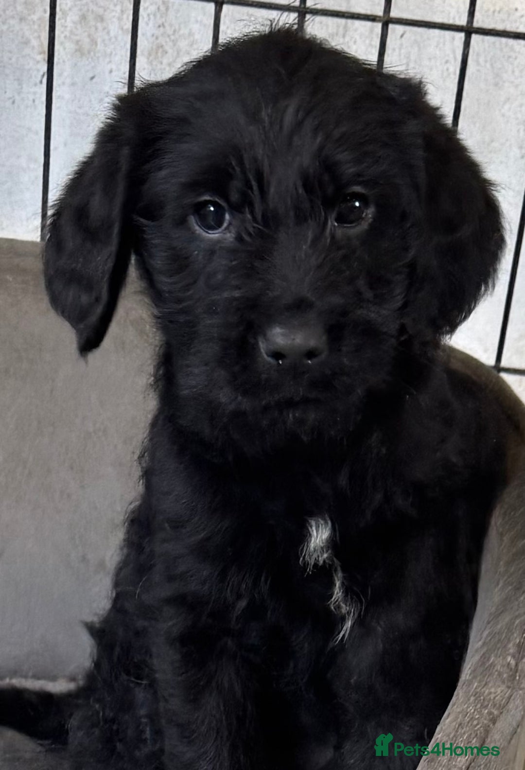 Australian Labradoodle dogs for sale: READY NOW! Stunning Lab x Australian Labradoodles - Image 6