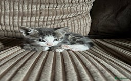 Mixed Breed cats for sale: Kittens for sale  - Image 20