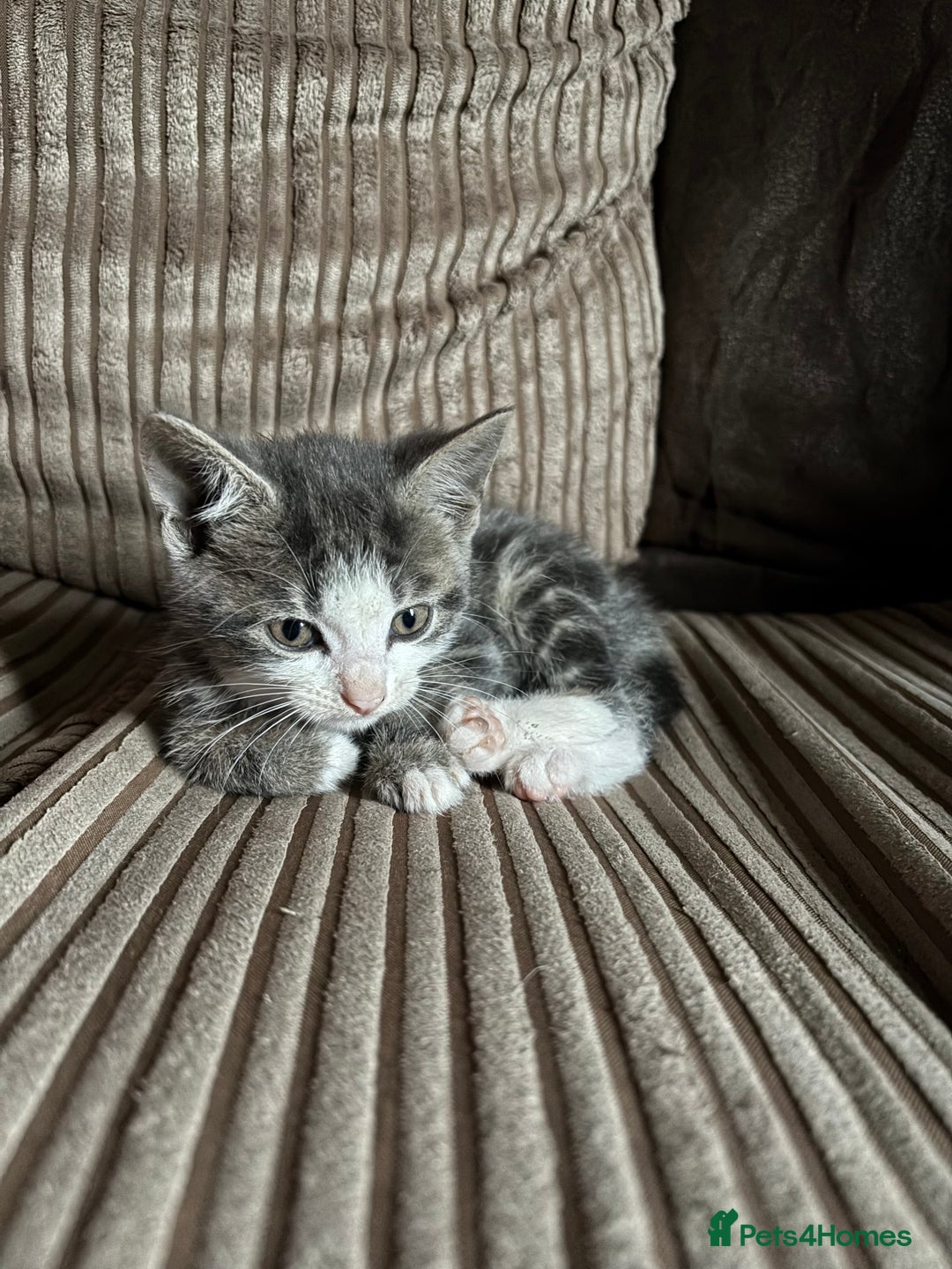 Mixed Breed cats for sale: Kittens for sale  - Image 20