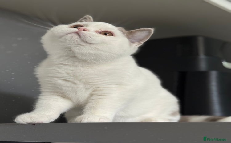 British Shorthair cats - Advert 2