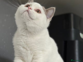 British Shorthair cats - Advert 31