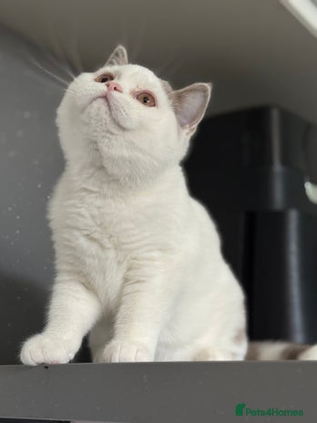 British Shorthair cats - Advert 2