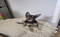 Chihuahua dogs for sale: Chihuahua pedigree pups. Not KC. - Image 1
